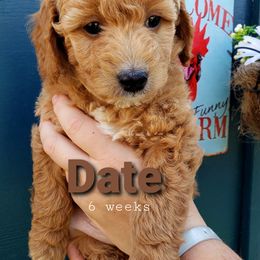 Goldendoodle Puppies from Just Doodling Dogs