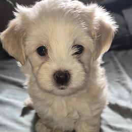 Girl 1 - Cream female Maltipoo puppy in Brooksville, Florida from DeVall Maltipoos