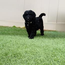 Golden Mountain Doodle puppies from Golden Liberty Doodles