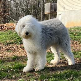 Marshmallow - Old English Sheepdog