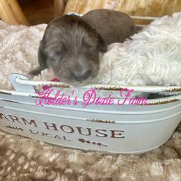 Hope - Dapple female Dachshund puppy in Atwood, Oklahoma from Holder’s Doxie Farm