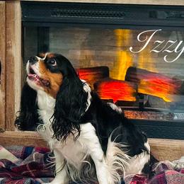 Izzy - Cavalier King Charles Spaniel