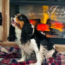 Izzy - Cavalier King Charles Spaniel