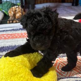 Intense Ian - Black male Pumi puppy in Rockbridge, Illinois from Rocklin Farms Pumi