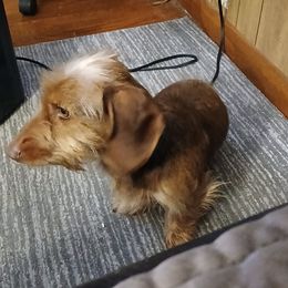 Dachshund Puppies from Dizzy and Marshall puppy