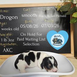 Drogon - Piebald male Dachshund puppy in Hoquiam, Washington from Heyd's Mini Dachshunds