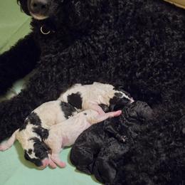 Girl 2 - Black female Poodle puppy in Nottingham, Maryland from A & A Pinedale Standard Poodles