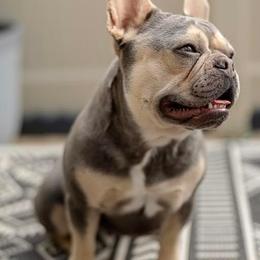 French Bulldogs from Hi-Line Frenchies