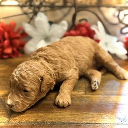 Kisses - Red  female Goldendoodle puppy in Bradenton, Florida from Christianna’s Mini Goldendoodles