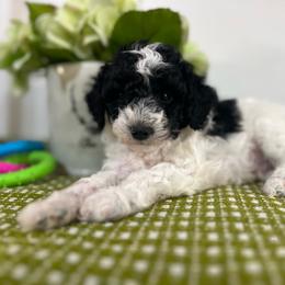 Clove - Parti male Poodle puppy in Nixa, Missouri from Foxtrot Farm Poodles