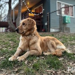 Tilly - Golden Retriever