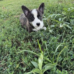 Indy - Black and tan male Pembroke Welsh Corgi puppy in Axtell, Nebraska from Lost Creek Corgis