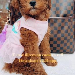 Goldendoodle Puppies from Proctor’s Petite Goldendoodles