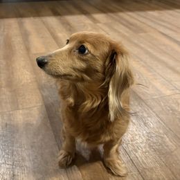 Piper - Dachshund