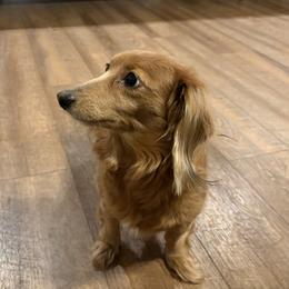 Piper - Dachshund
