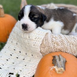 Caucasian Shepherd Dog, Labradoodle, and Saint Bernard Puppies from Blue Line Kennels