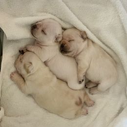French Bulldog, Goldendoodle, and Golden Retriever Puppies from Crystal Coast Kennels, LLC