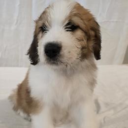 Girl 1 - Brown and white female Saint Berdoodle puppy in Menifee, California from Royal Saint Bernards