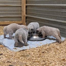 Australian Cattle Dog puppies from Hardiman’s Howlin’ Hounds