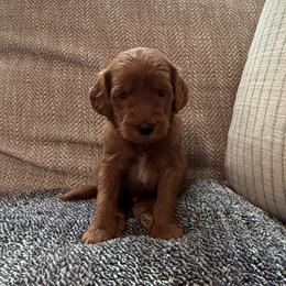 Arlo - Red  male Goldendoodle puppy in Fayetteville, Arkansas from Mountain Grove Doodles