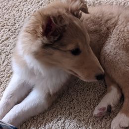 Collie Puppies from Nine Eves