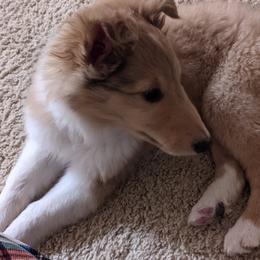 Collie Puppies from Nine Eves