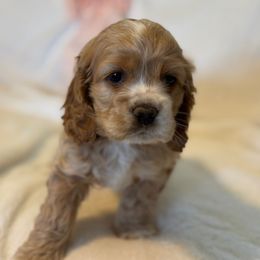 Pink - Girl - Buff and white Cocker Spaniel puppy in Ardmore, Oklahoma from Grace Cocker Spaniels