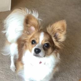 Abby - Papillon