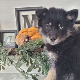 "Paw"fesor Moriarty - Pomsky puppy from Big Sky Pomskies