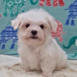 Teddy - White male Maltese puppy in Monticello, Iowa from Ashley’s Puppies