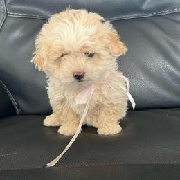 Girl 3 - Cream female Double Doodle puppy in Junction, Utah from Sugar Doodles