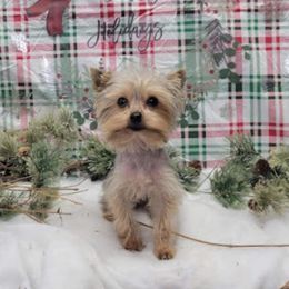 Stewart - Yorkshire Terrier
