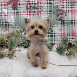 Stewart - Yorkshire Terrier