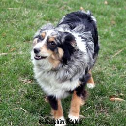 Shazam - Toy Australian Shepherd