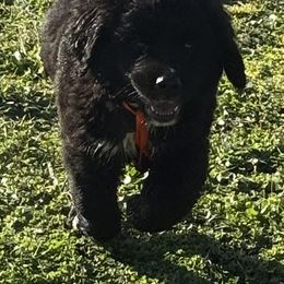 Boy Orange - male Golden Mountain Dog puppy in Tacoma, Washington from Canyon Meadows Farm