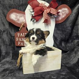 PiNK female - Black and tan female Pembroke Welsh Corgi puppy in Harrisburg, Illinois from Parish Corgis