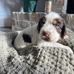 Molly - Liver white and tan female English Springer Spaniel puppy in Wilmer, Alabama from Southbend Springers