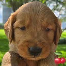 Cherry from our Fruits of Summer litter - Dark golden female Golden Retriever puppy in Fisher, Illinois from Aslan's Pride of Fidei Family Farms