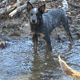 Australian Cattle Dog Puppies from Institute Australian Cattle Dogs