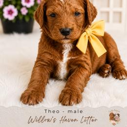 Theo - Red  male Goldendoodle puppy in Atlanta, Georgia from Teddy Puppies