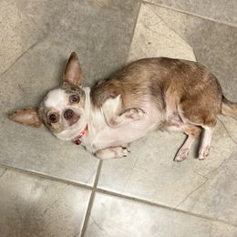 Prissy - Merle female Chihuahua puppy in Waxhaw, North Carolina from East Coast Bull Terriers N Chihuahuas