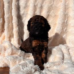 Jo - Sable female Cockapoo puppy in Ellaville Ga, Georgia from Lakeside Cockapoos