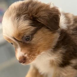 Teal collar - Red merle female Aussiedoodle puppy in 32046, Florida from River Hill Ranch