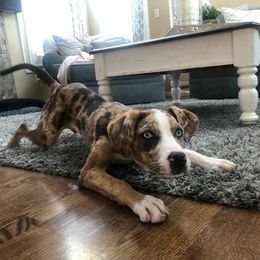 Catahoula Leopard Dog Puppies from ZM Catahoulas