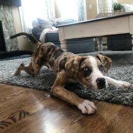 Catahoula Leopard Dog Puppies from ZM Catahoulas