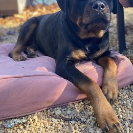 Of The Saints V.P. - Black and mahogany female Rottweiler puppy in Linthicum, Maryland from Of The Saints Rottweilers
