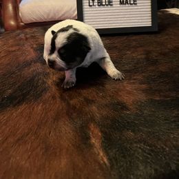 Boy 4 - Blue Australian Cattle Dog puppy in St. Landry, Louisiana from BMK Heelers