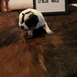 Boy 4 - Blue Australian Cattle Dog puppy in St. Landry, Louisiana from BMK Heelers