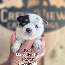 Boy 1 - Blue mottled male Australian Cattle Dog puppy in Monroe, North Carolina from Creek View Cattle Dogs