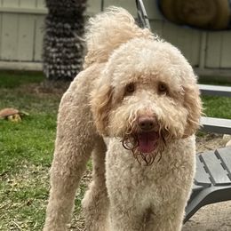 Dash - Australian Labradoodle